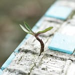 A sprout pushes through worn blue cement tiles, symbolizing resilience and new life.