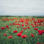 A picturesque field of red poppies in bloom, showcasing nature's vibrant beauty on an overcast day.